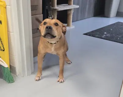 Bug - American Pit Bull Terrier