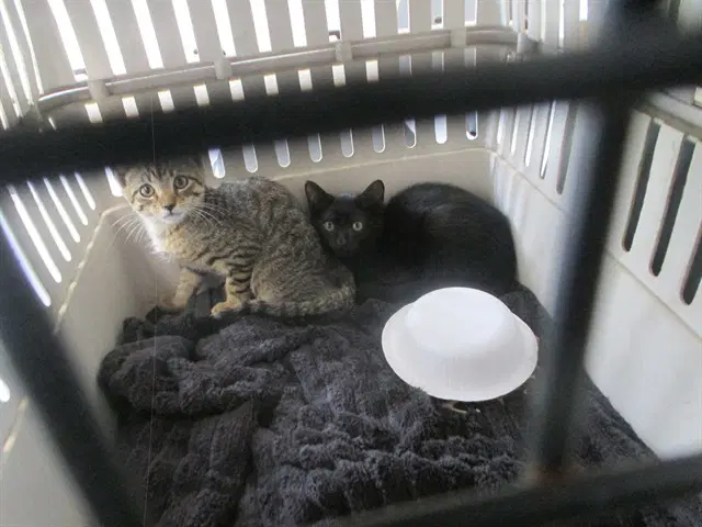 Unknown - Domestic Short Hair