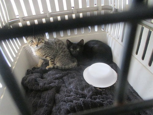 picture of the cat needing adoption