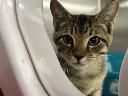 RAJA, a cat for adoption from Marion County Animal Services