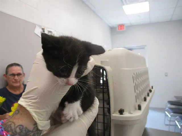 Unknown - Domestic Short Hair