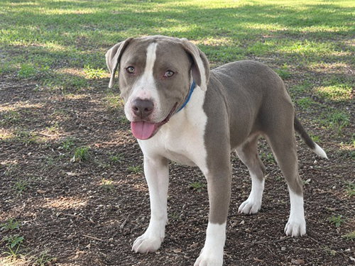 BOY, a dog for adoption from Marion County Animal Services