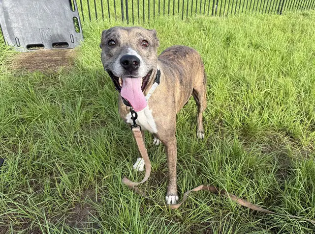 Princess - American Pit Bull Terrier