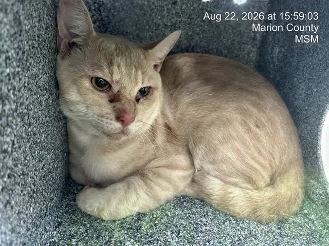 Tangier - Domestic Short Hair