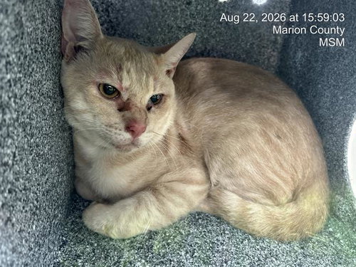 picture of the cat needing adoption