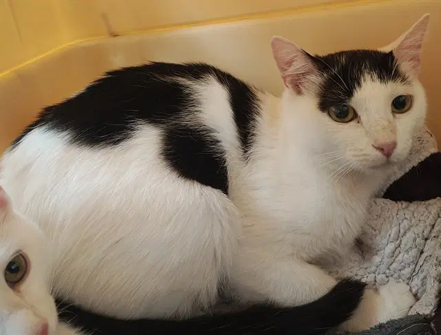 Temple - Domestic Short Hair