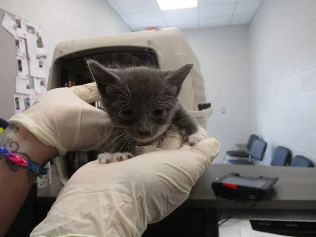 Unknown - Domestic Short Hair