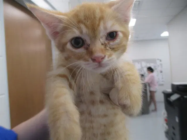 Unknown - Domestic Short Hair