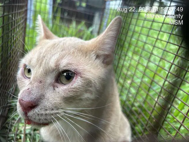 Stark - Domestic Short Hair