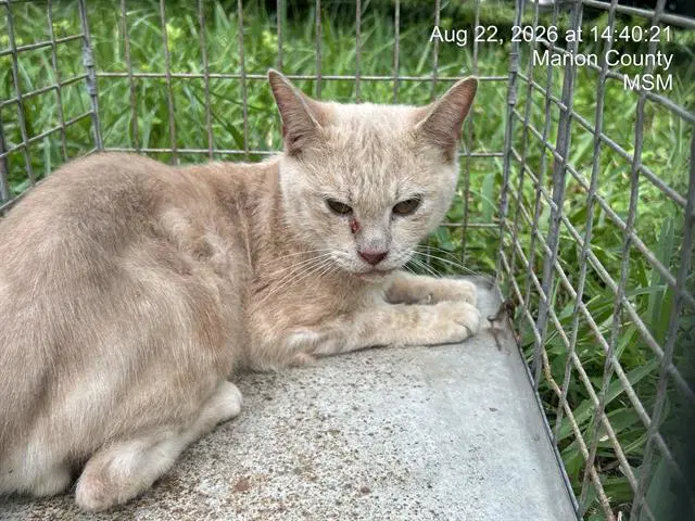 Drogo - Domestic Short Hair