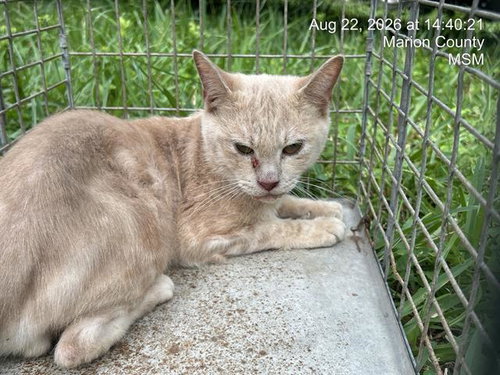 picture of the cat needing adoption