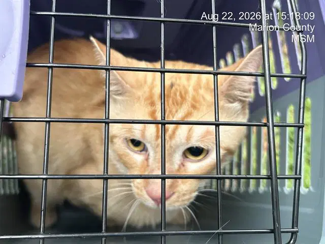 Froto - Domestic Short Hair
