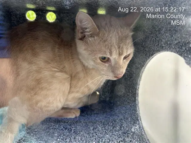 Kit - Domestic Short Hair