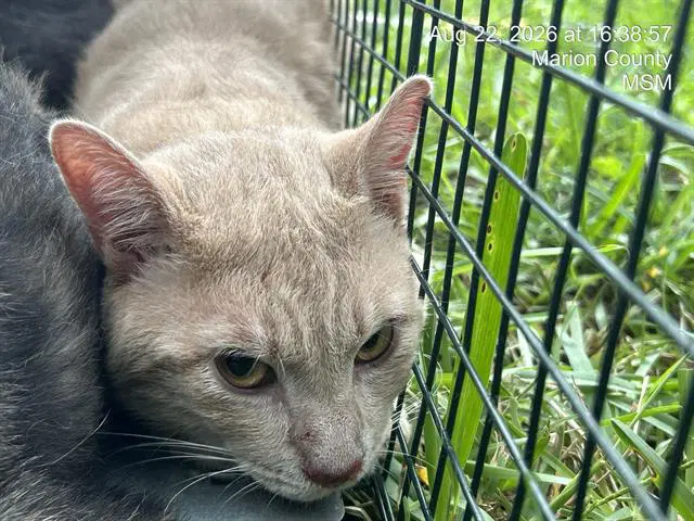 Bronn - Domestic Short Hair