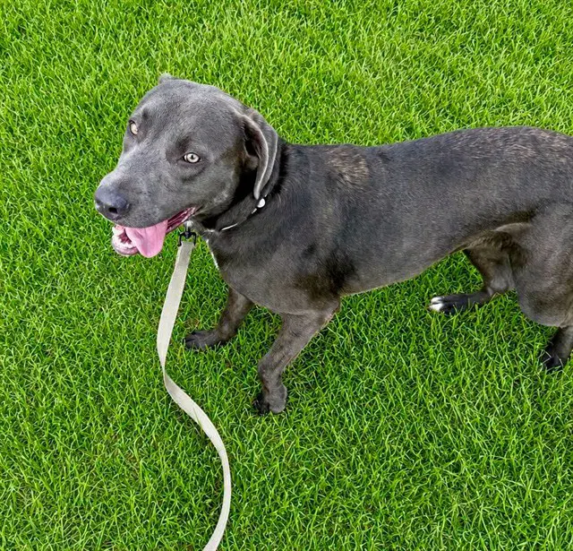 Rachel - Labrador Retriever