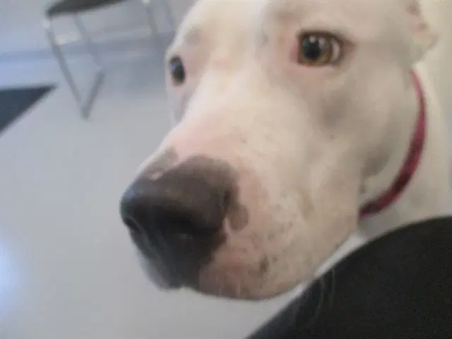 Elisa - Staffordshire Bull Terrier