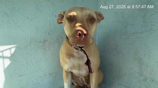 Honey - American Pit Bull Terrier