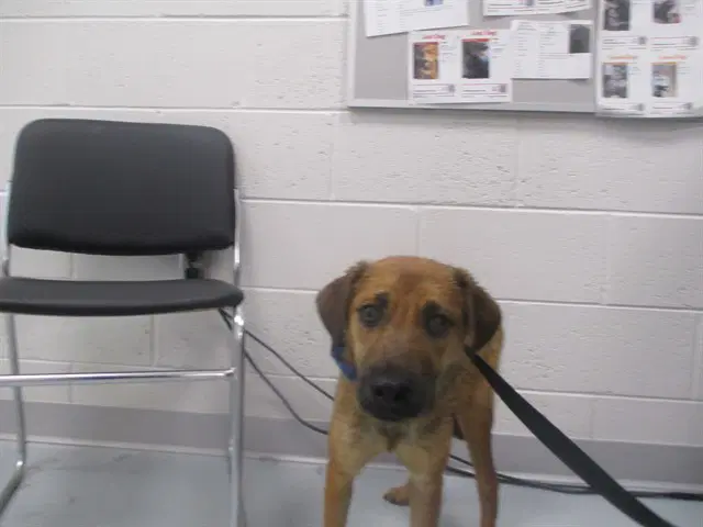 Penelope - Black Mouth Cur