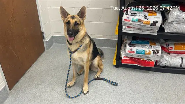 Unknown - German Shepherd Dog