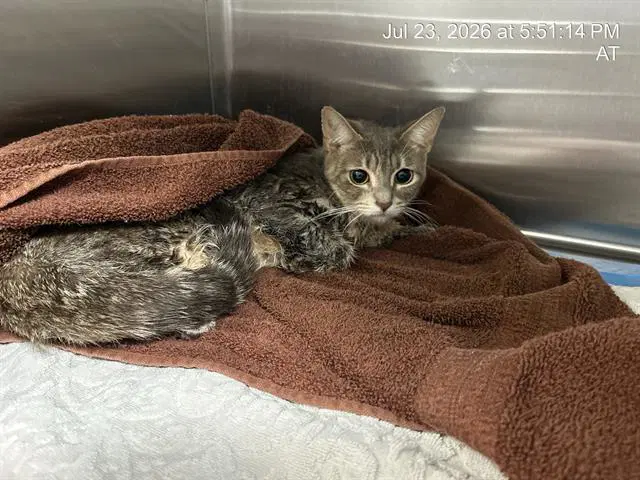 Lilly - Domestic Short Hair