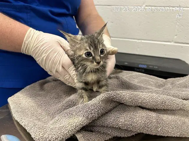 Molly - Domestic Short Hair