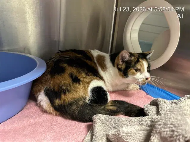 Flora - Domestic Short Hair