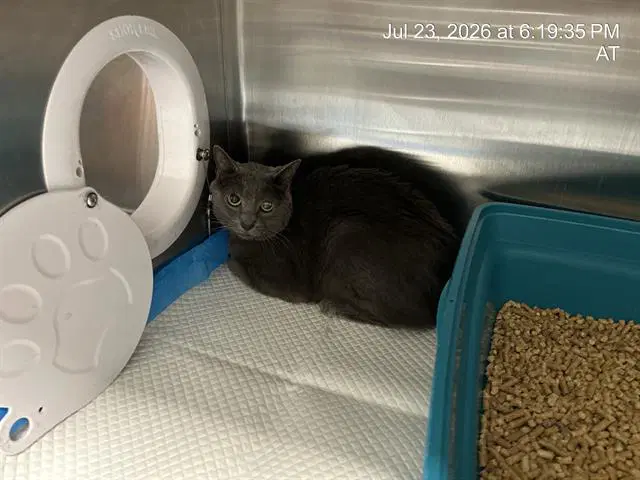 Smoky - Domestic Short Hair