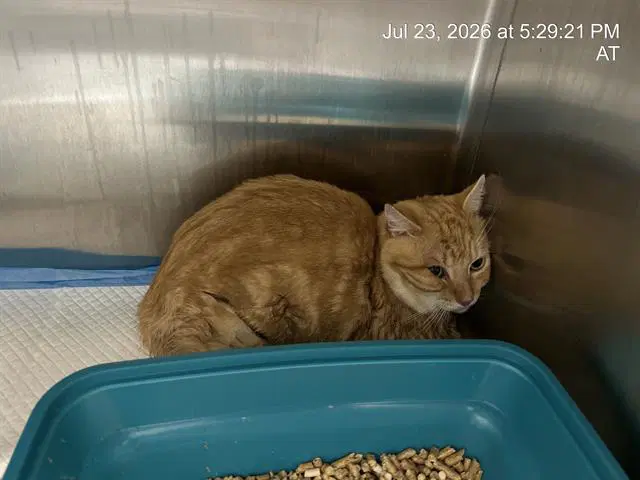 Fireball - Domestic Short Hair