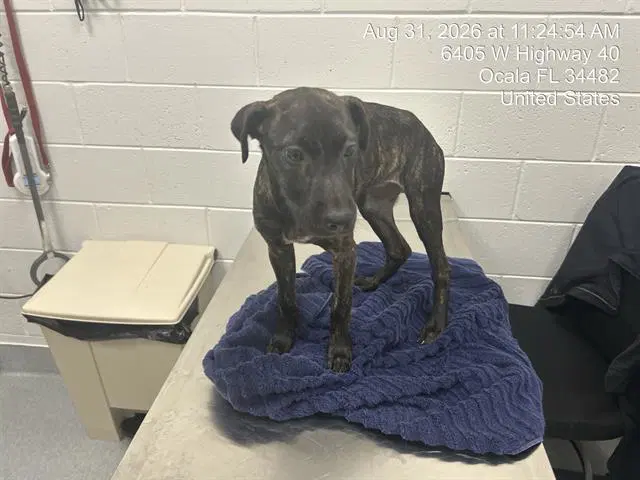 Unknown - American Pit Bull Terrier