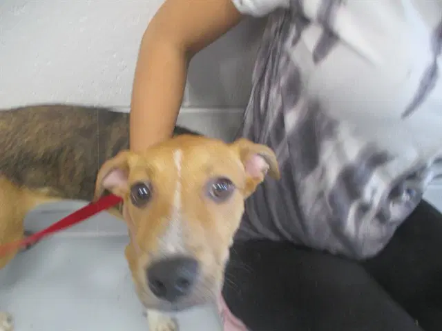 Jolieen - American Pit Bull Terrier