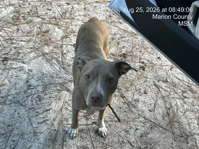 Hershey - Pit Bull Terrier