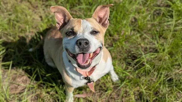 Ginger - American Pit Bull Terrier