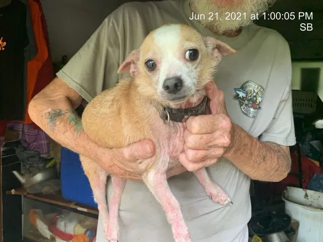 Chico image 1