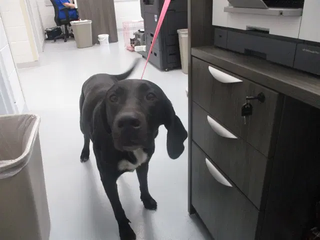 Daisy - Labrador Retriever