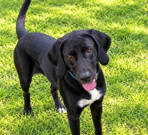 DAISY, a dog for adoption from Marion County Animal Services