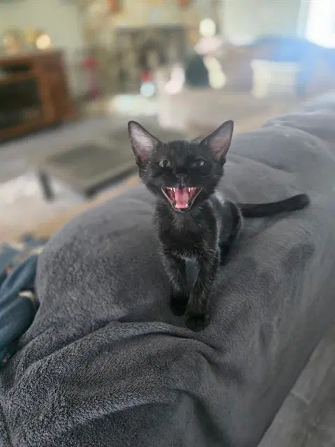 Hands - Domestic Short Hair