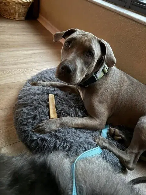 Harriet - American Pit Bull Terrier