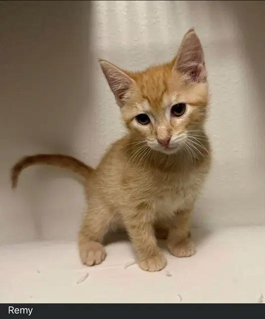 Remy - Domestic Short Hair