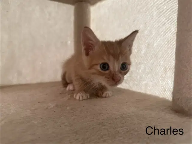 Charles - Domestic Short Hair