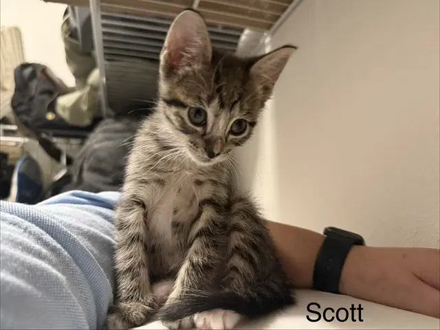 Scott - Domestic Short Hair
