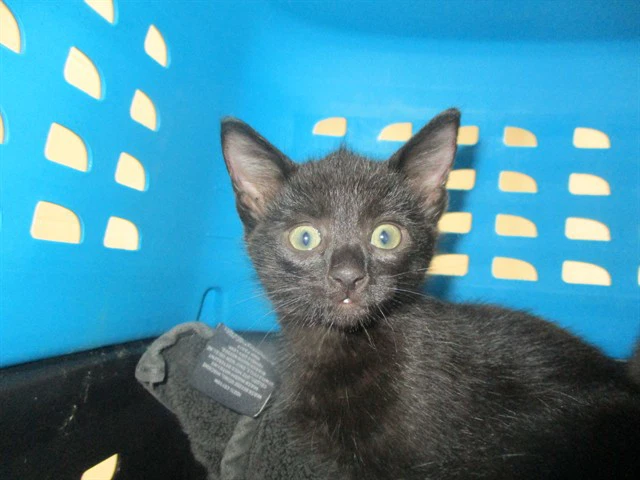 Soot