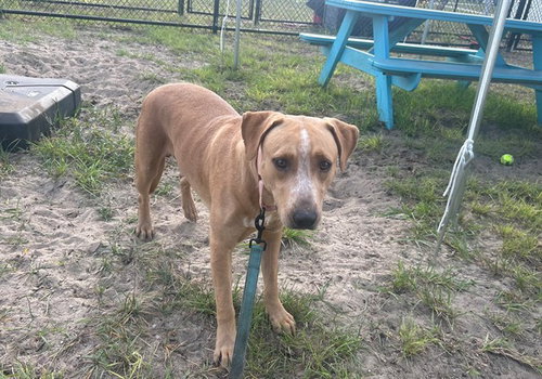 NORMAN, a dog for adoption from Marion County Animal Services