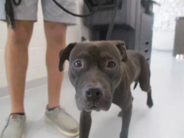 Jax - Staffordshire Bull Terrier
