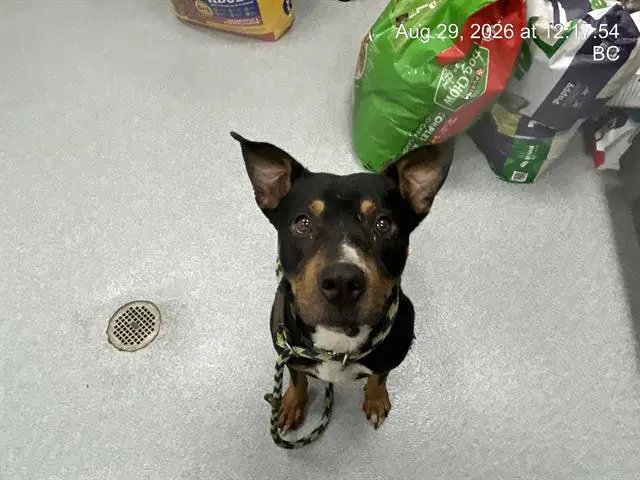 Toby - Rottweiler