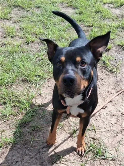 Toby - Rottweiler
