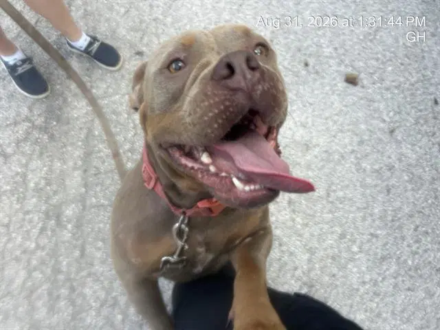Hardy - American Pit Bull Terrier
