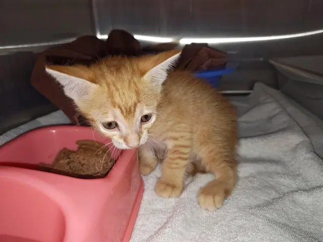 Unknown - Domestic Short Hair