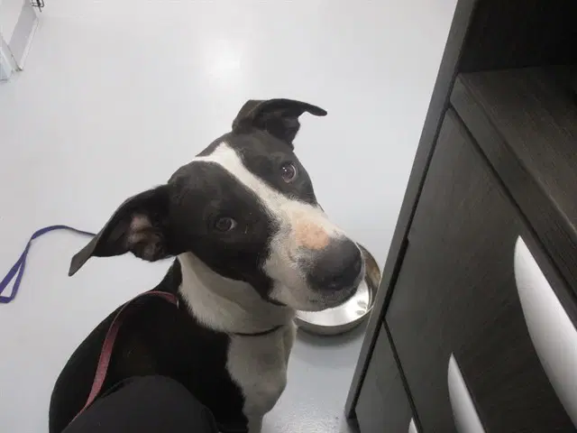 Star - American Pit Bull Terrier