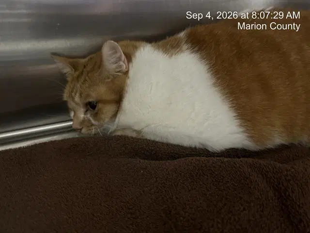 Unknown - Domestic Short Hair