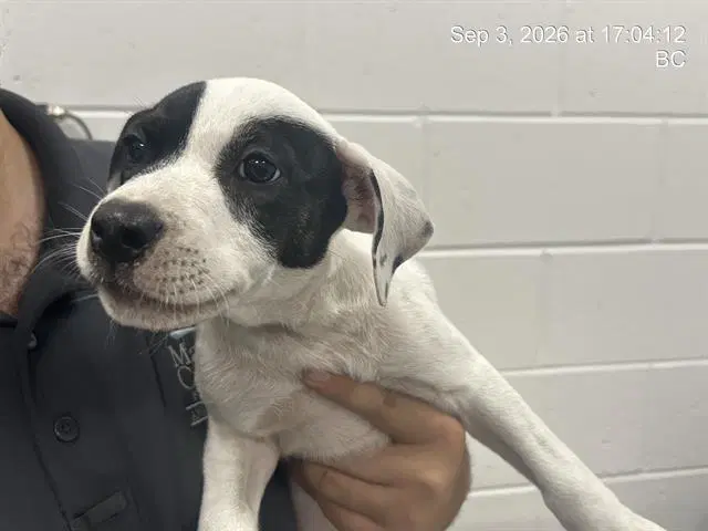Cleo - American Pit Bull Terrier
